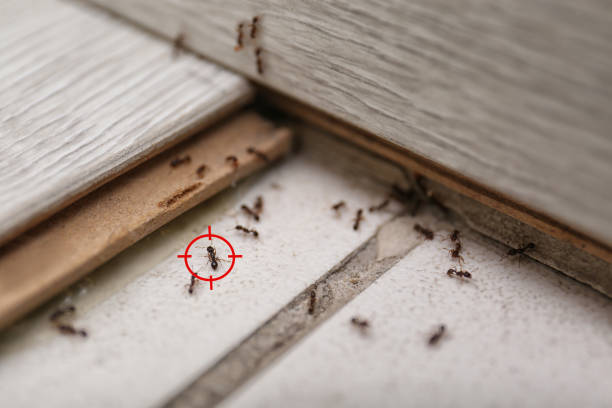 Flea Control Services in Hannahs Mill, GA