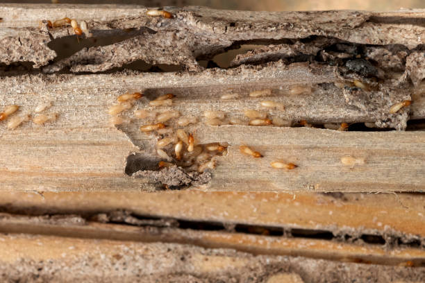Best Bed Bug Extermination  in Hannahs Mill, GA
