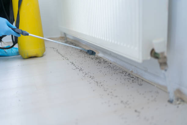 Best Wasp Removal Services  in Hannahs Mill, GA